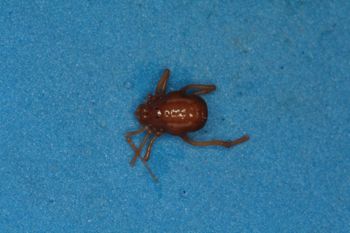 Media type: image; Invertebrate Zoology 14667